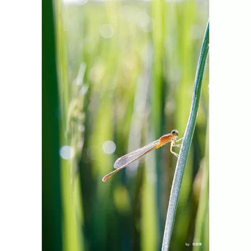 Ống kính macro TTArtisan 40mm F2.8 cho Fujifilm X, Leica SL, M4:3, Nikon Z, Sony E, Canon RF