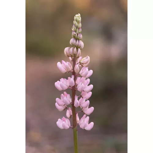 Ống kính TTArtisan 56mm F1.8 autofocus for Sony E, Fuji X, Nikon Z